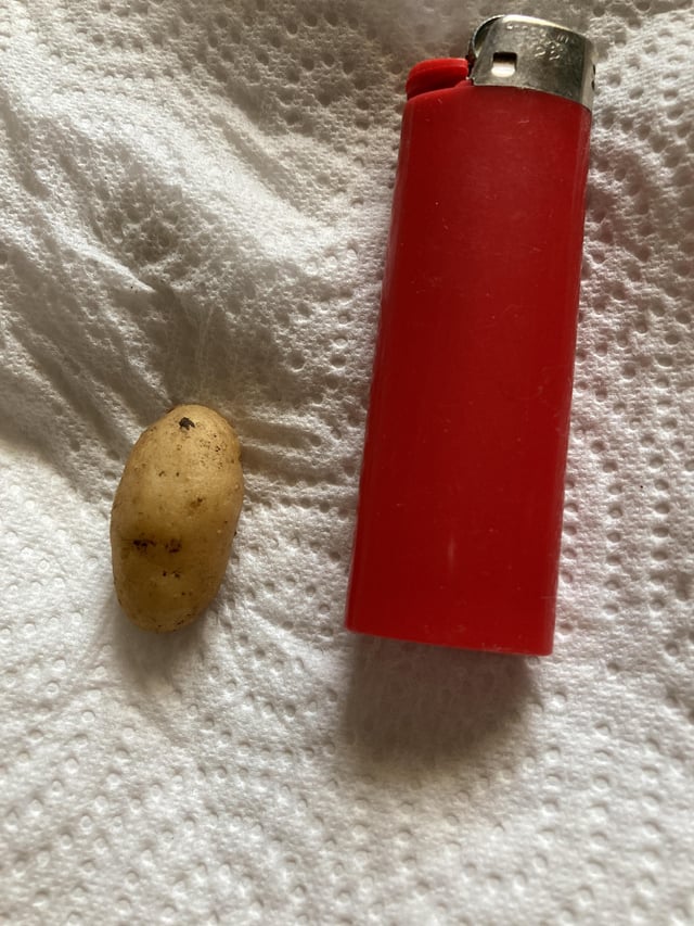 after months of waiting, i am pleased to show you my potato harvest