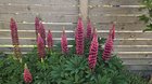 lupines