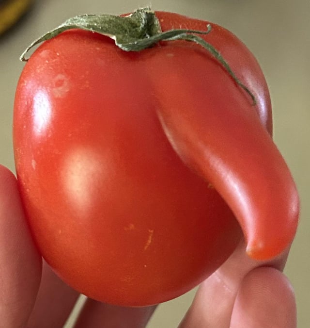 what should i name the tomato? 🍅🙂