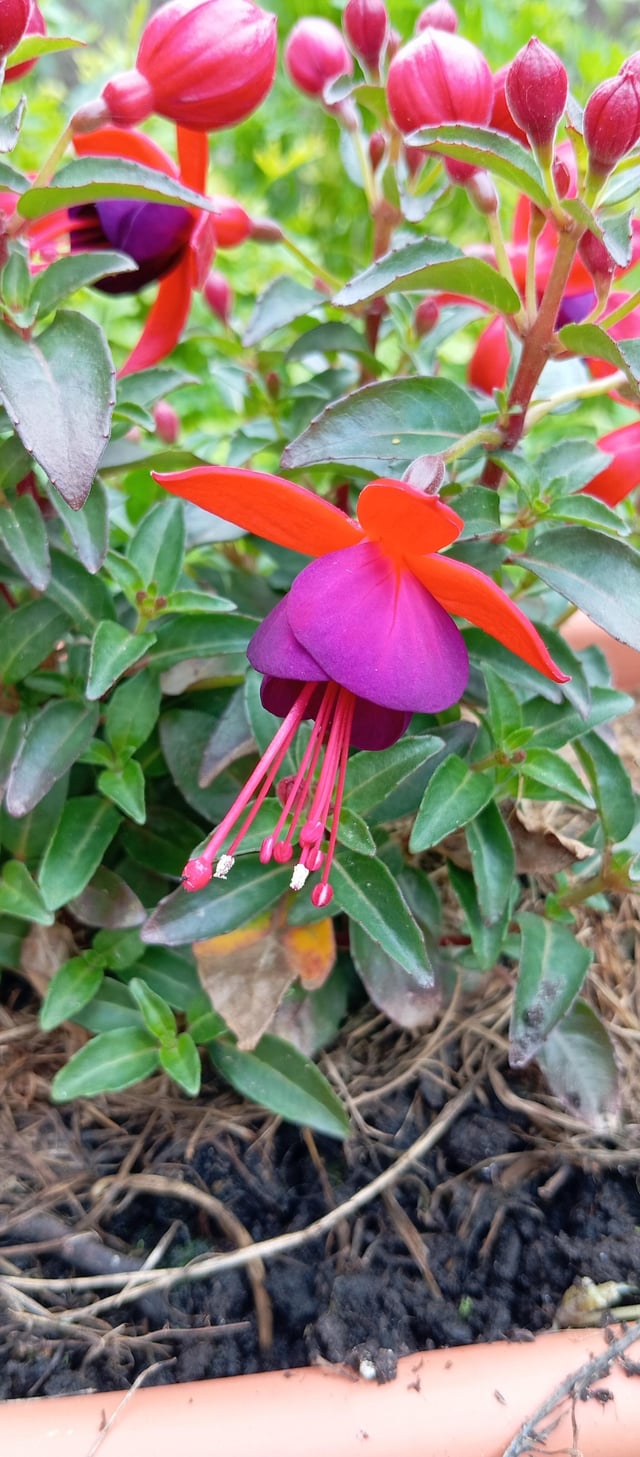 i don't know the name of the flowers, but they are beautiful
