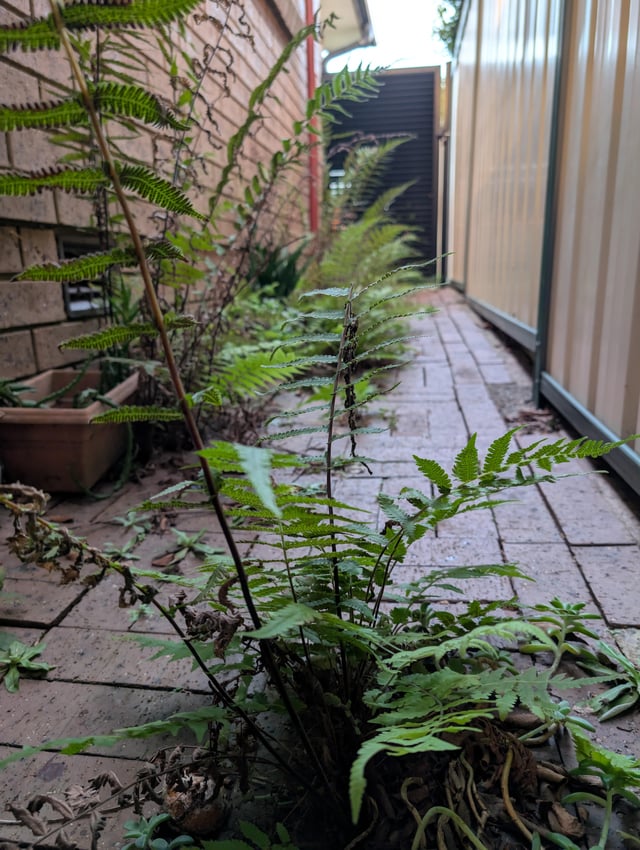 paver ferns