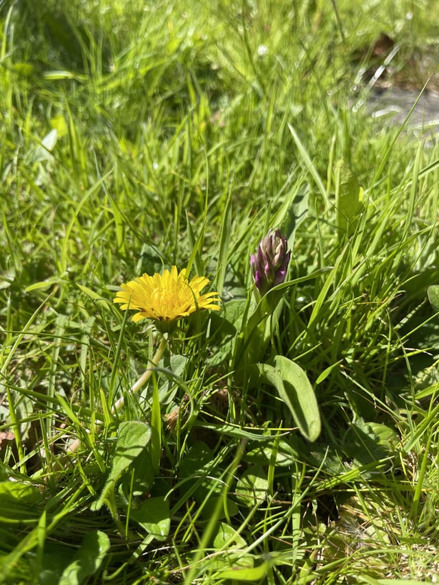 no mow may has resulted in a lawn full of orchids in our garden.