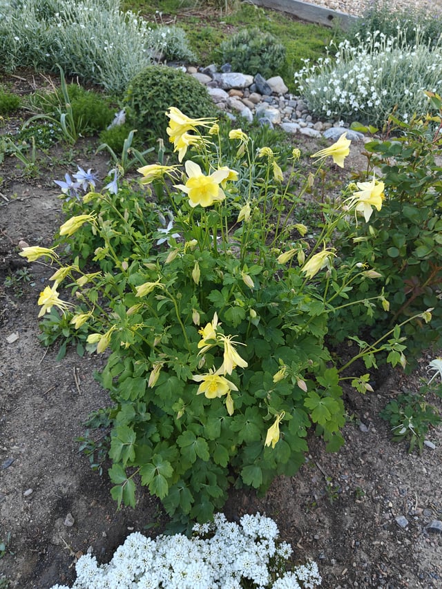 my columbines went crazy this year
