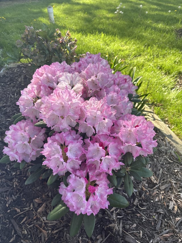 just some rhododendron love