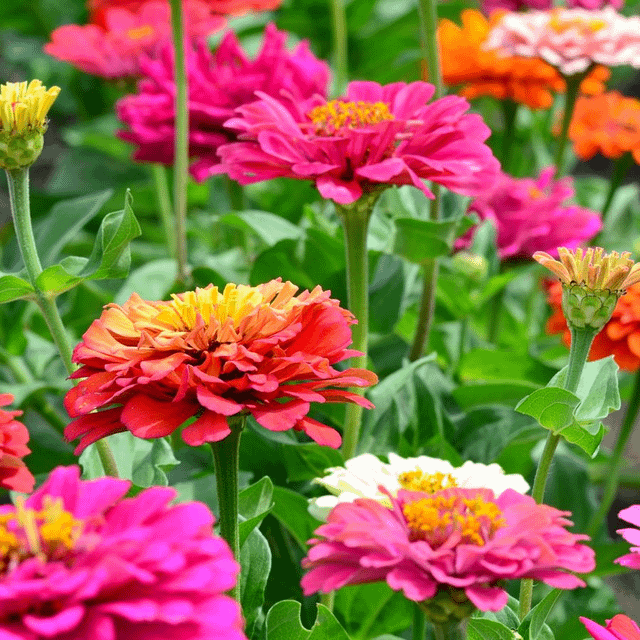 growing patience, one bloom at a time