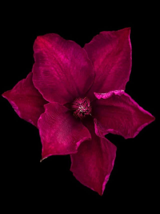 the nursury had me snap some pictures of their flowers. this is one!
