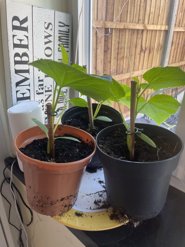 snacking cucumbers ready to be hardened off do you think?