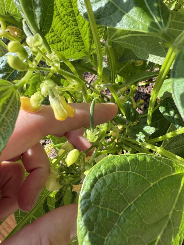 this is my first time gardening and i wasn’t prepared for how cute baby beans are