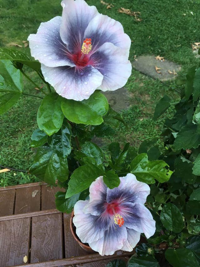 Checkout this huge stormy hibiscus! – Reddit Post