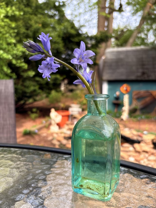 bluebells forever – Reddit Post