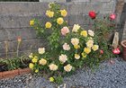 reviving some neglected roses a satisfying rescue mission 🌹