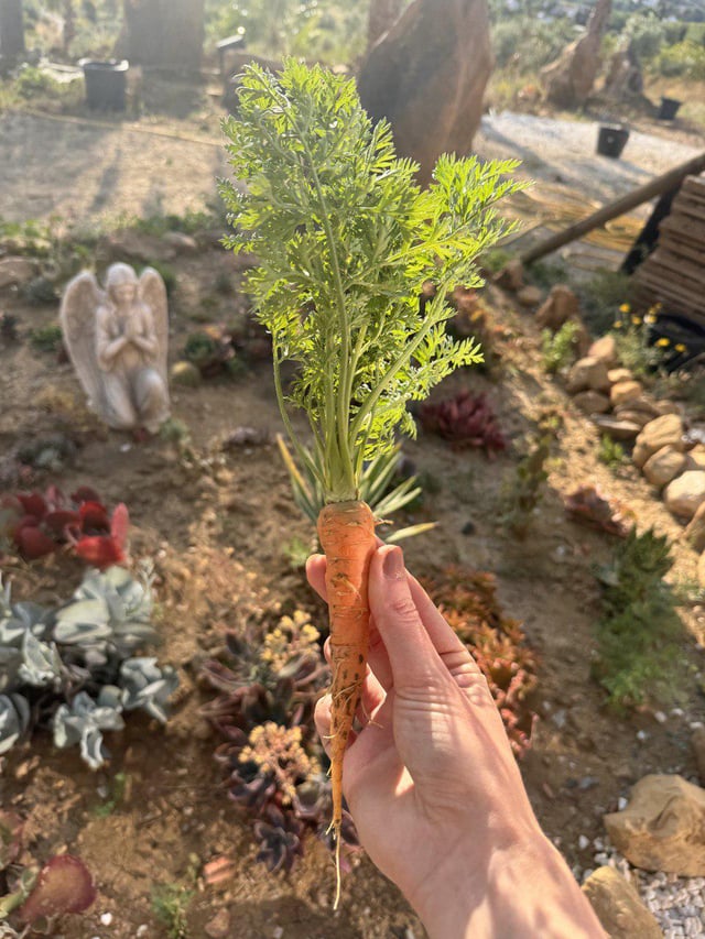 my first carrot. it’s not very big, but i grew it myself and it makes me happy
