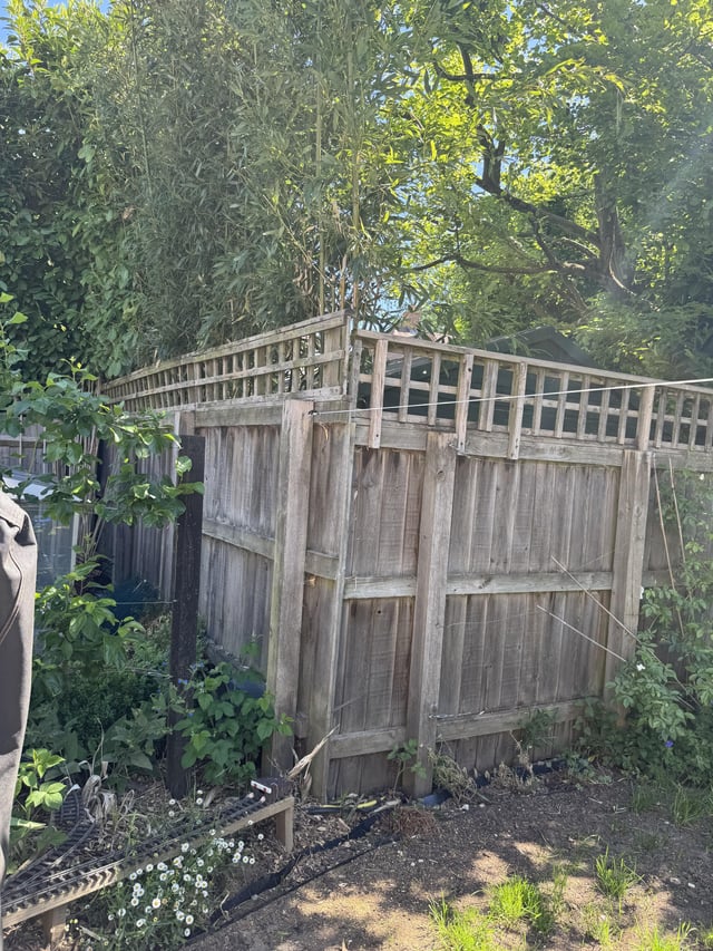 dealing with my neighbours bamboo