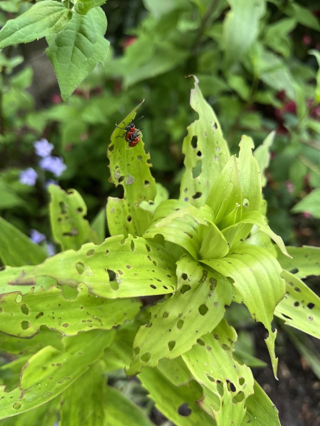 Unwelcome guest on lily