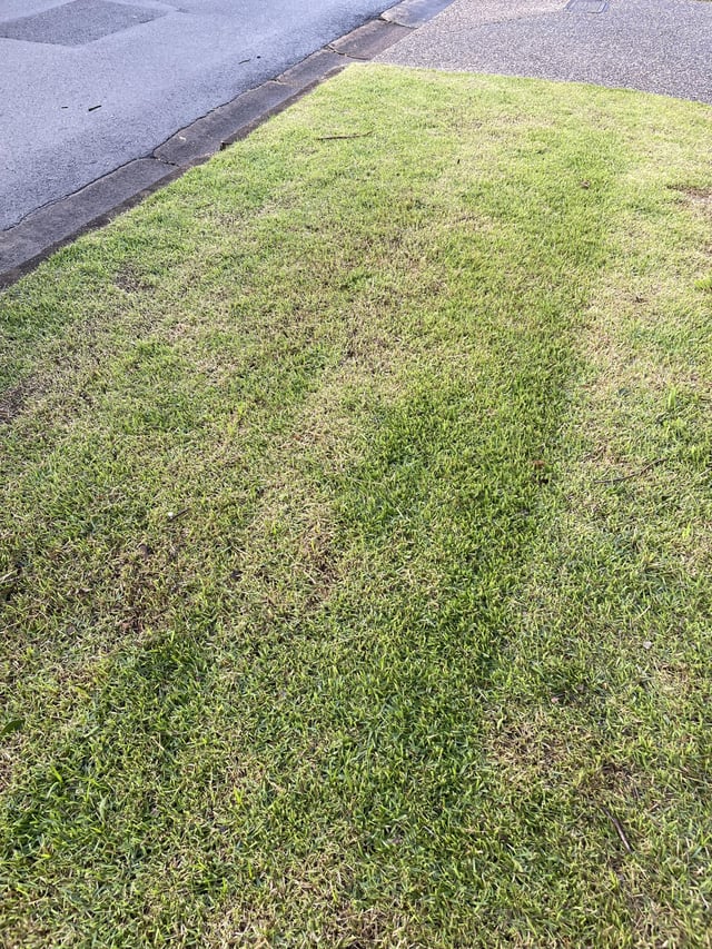 id my lawn please. need help to rejuvenate it also.