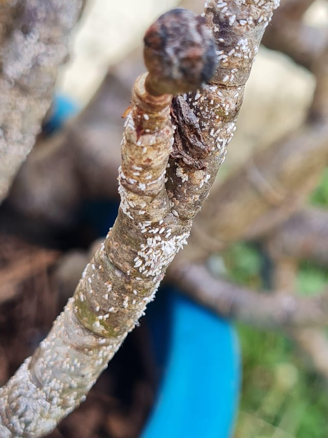 what's growing on this sick, (and other healthy) plants?