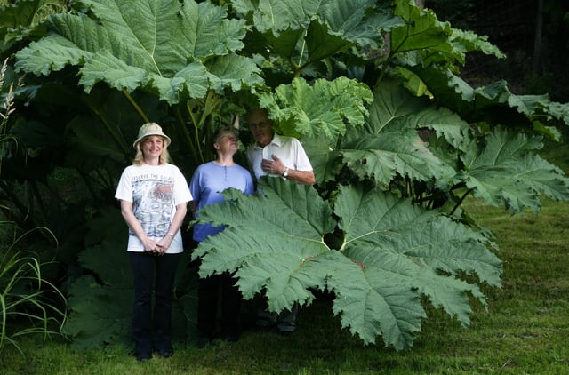 gunnera tinctoria (giant chilean rhubarb). you need a pretty decent chunk of soil to grow this big leaf buddy that is engulfing my 3 favorite gardening friends)🙂😍