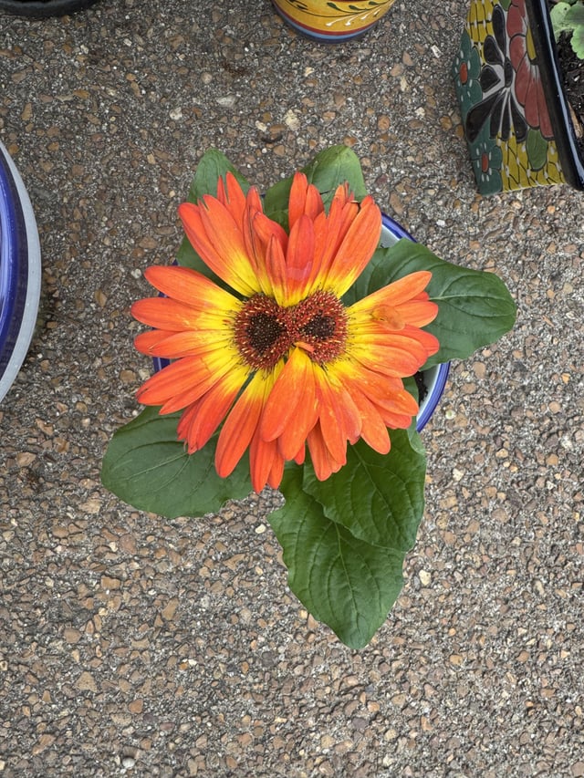my friend had no idea it was two flowers until i pointed it out!!