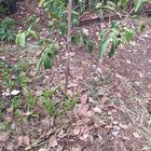 pruning tips