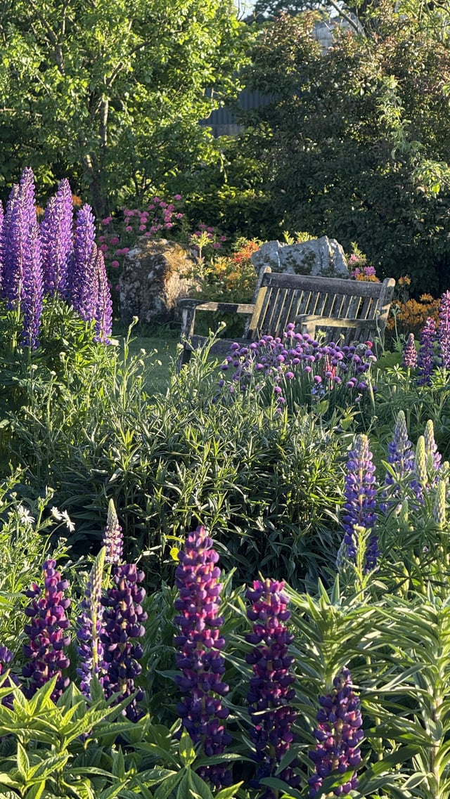 great year for lupins
