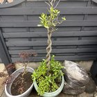 inheriting some sad plants can they be rescued?