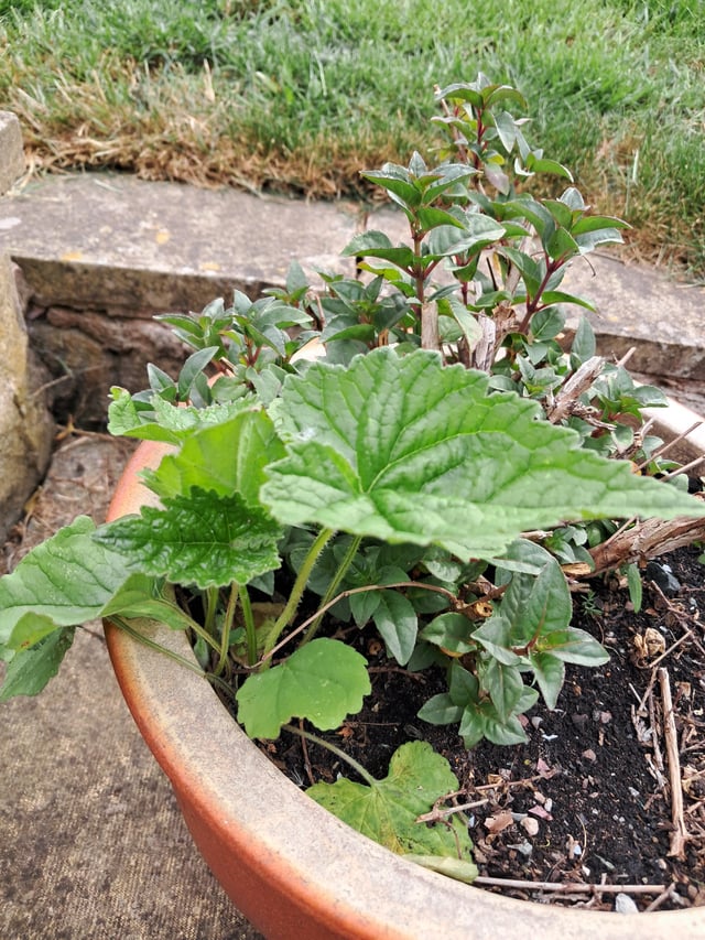what is this plant? uk.
