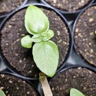 First time growing something from seed and am enjoying it very much – Reddit Post