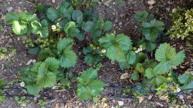 managed to get all of these strawberry plants from just one i bought last year!