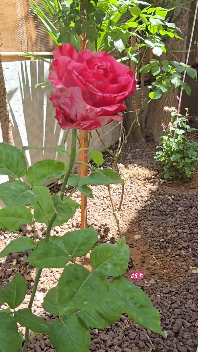 tiger pink rose
