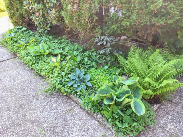 just curious, do you people enjoy hostas as much as i do?