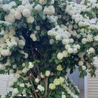 my japanese snowball exploded