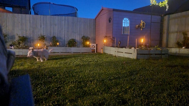 just enjoying a tranquil evening in my garden