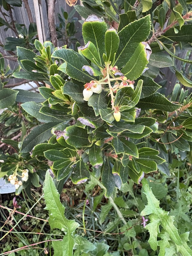 arbutus unedo failing to thrive