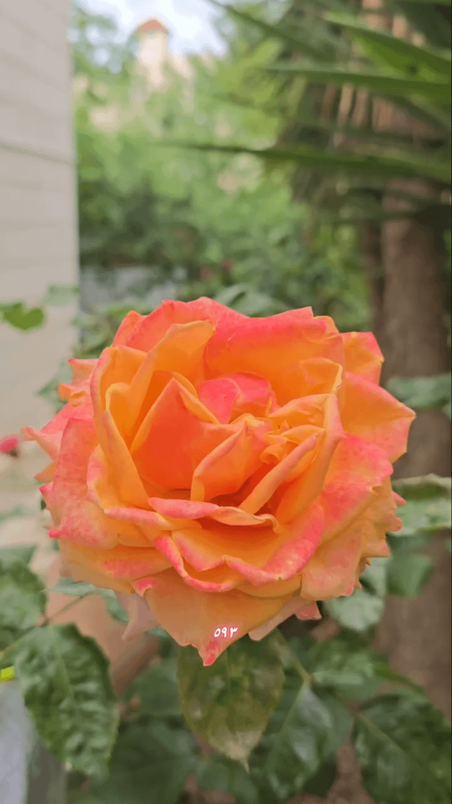 orange rose.