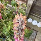 aphids on lupins