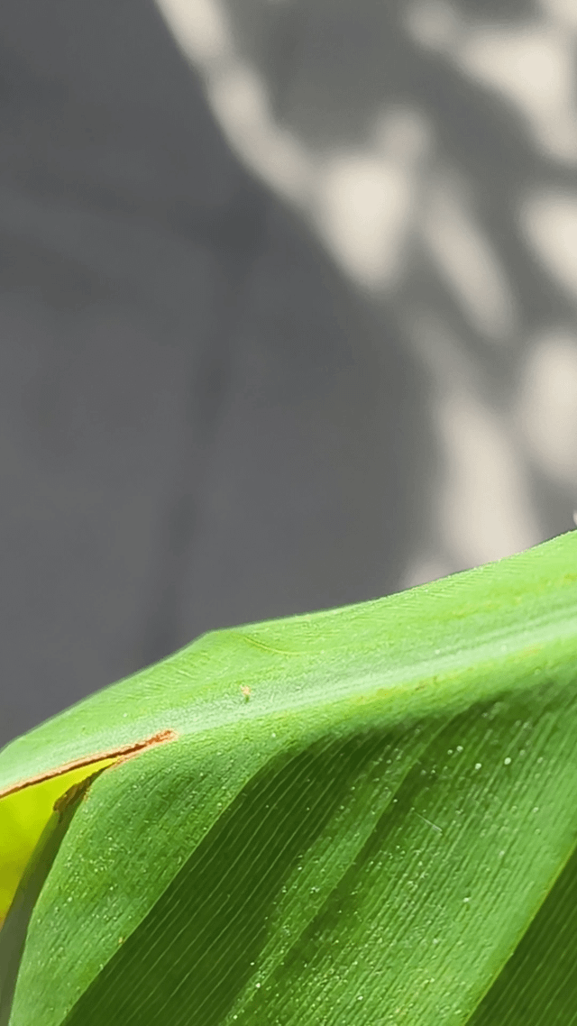 been finding these little guys on my banana plant, any advice would be really appreciated!!