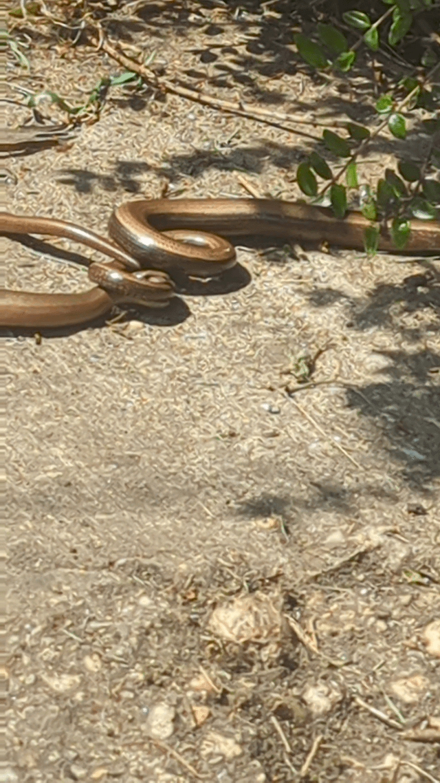 slow worms