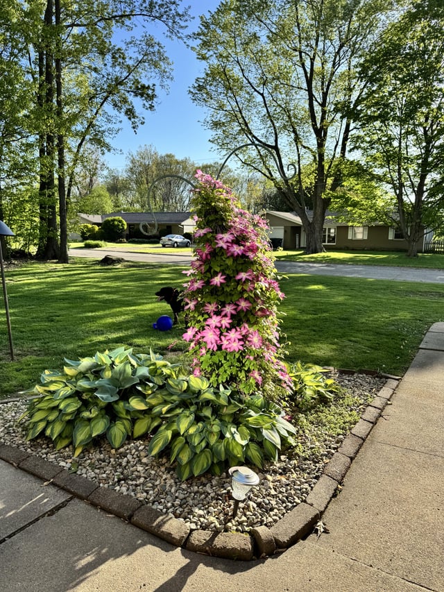 my mom’s clematis, featuring duke