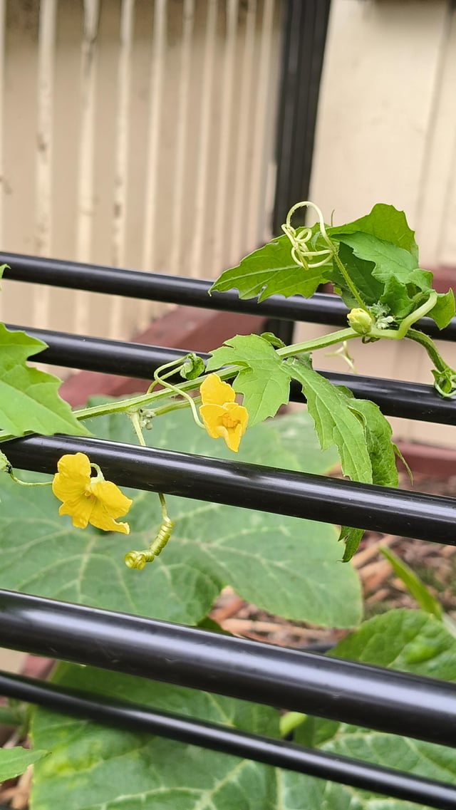 Bitter gourd