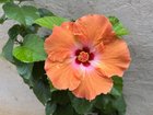 look how pretty orange hibiscus flowers from my plant look.