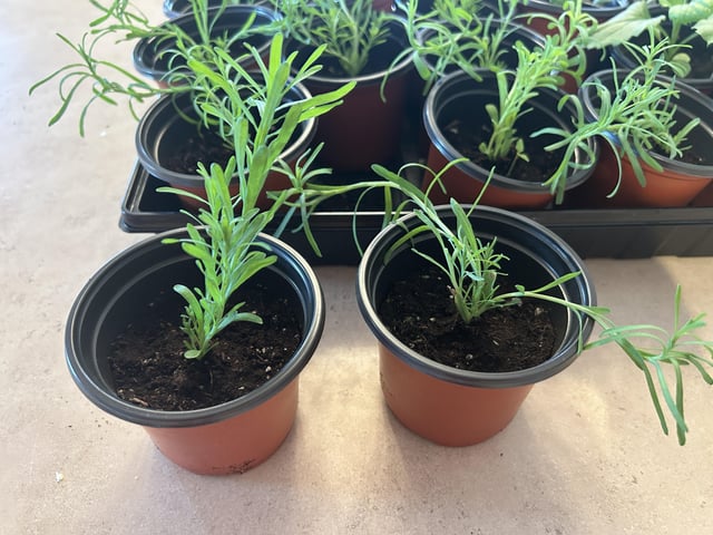 paper daisy seedling help