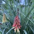 Torch lily – Reddit Post