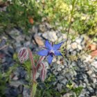 I wanted to share a few flowers from my garden (west France) – Reddit Post