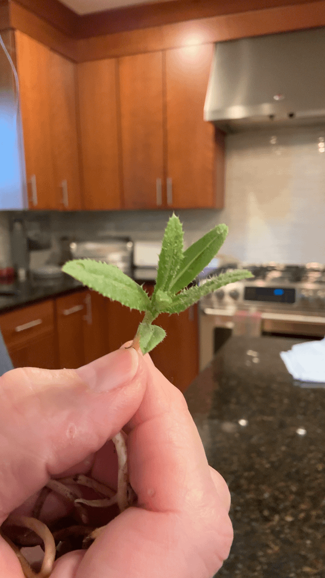 there’s a reason thistle is so hard to eradicate! check out this baby plant