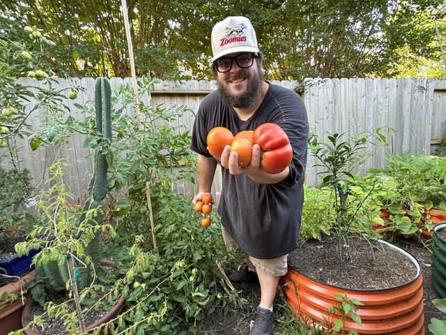 just harvested some tomatoes from my garden. you should never allow your tomatoes to fully ripen on the vine on purpose. harvest them at the breaker stage.