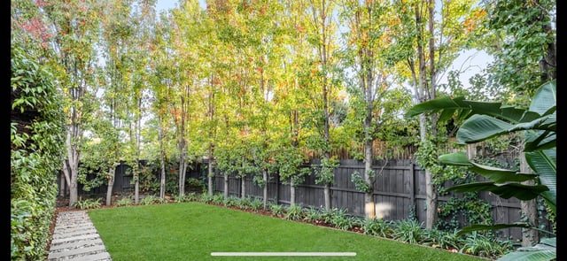 what are these trees?