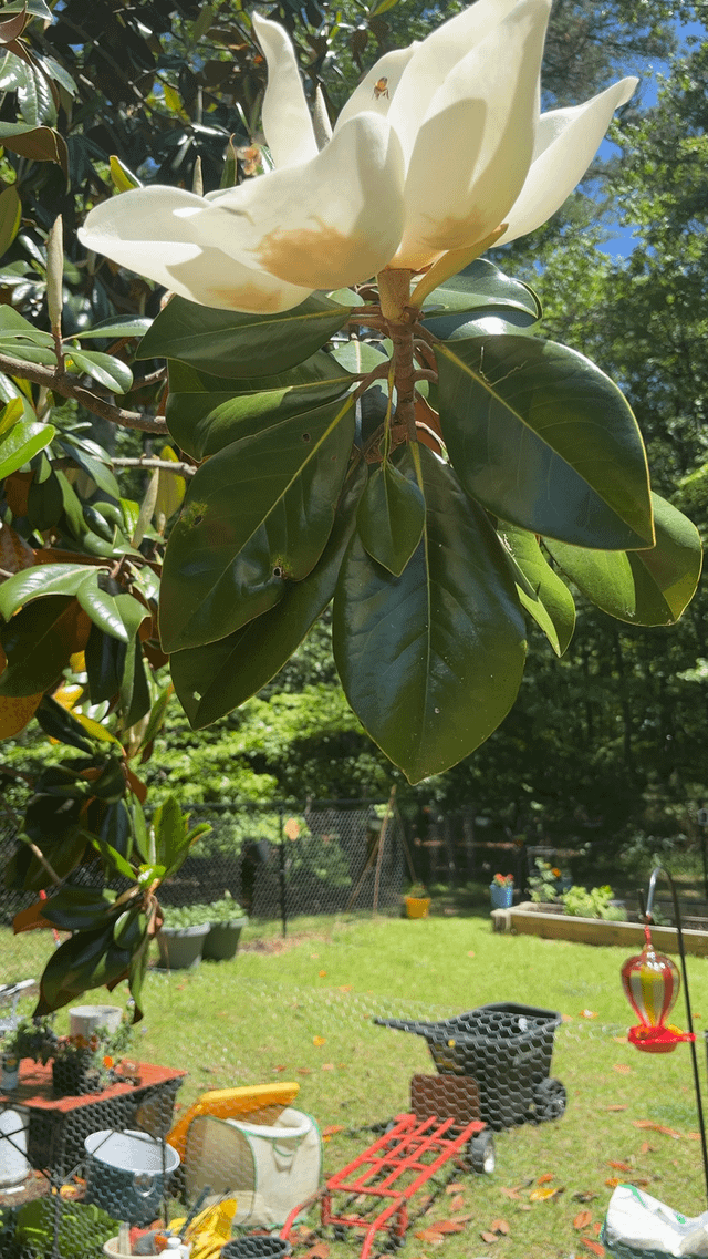 my magnolia bring all the bees to the yard 💃 🐝