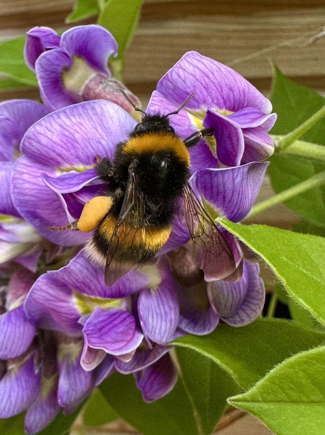 couple of little visitors doing good work this morning! 🐝