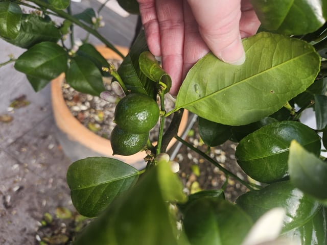 meyer lemon advice