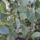 does anyone know what's happening to my eucalyptus leucoxylon ?